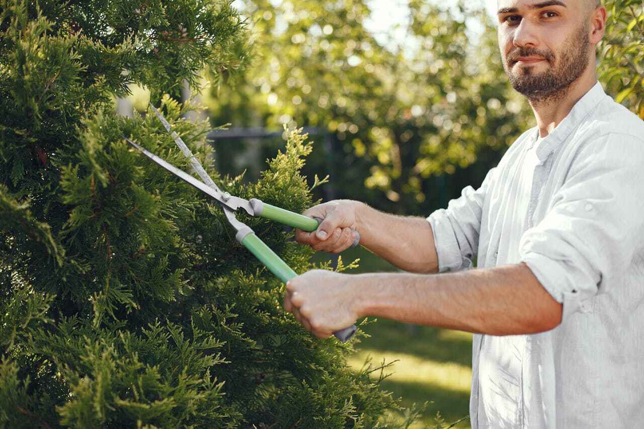 The Steps Involved in Our Tree Care Process in Nevada, MO